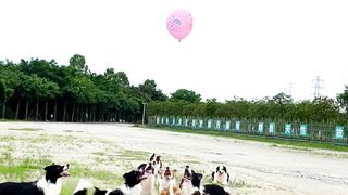 Dogs playing with balloon