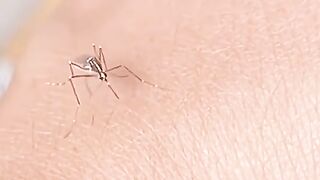 See more"Hilarious Mosquito Fails: The Unsharpened Needle Edition! ????????