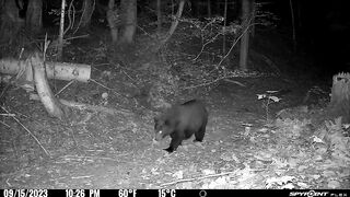Funny | Overstuffed Black Bear Demonstrates the Art of Food Coma Yoga | FunFM