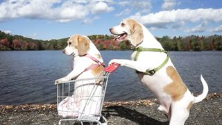 Dogs' Epic Shopping Cart Voyage: Funny Dogs kbrom & Penny