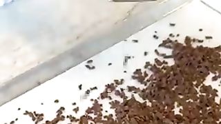 The Delicious Chessboard