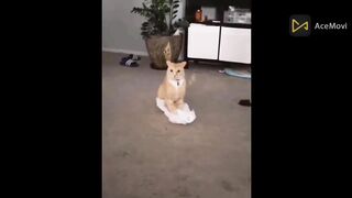 Funny animals - Funny cats / dogs - Funny animal videos 14