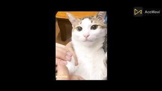 Funny animals - Funny cats / dogs - Funny animal videos 15