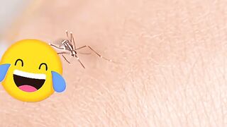 Mosquito impotente