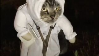 Seconds, the cat turns into a pocong#fyp