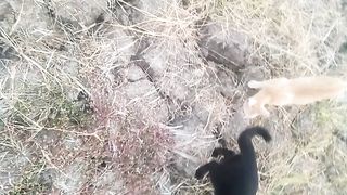 Animal lovers