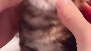 Pet 9
