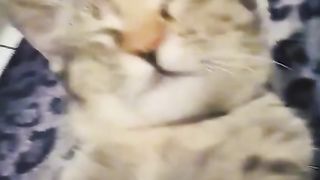 Funny cat 217