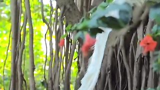 Beautiful Quran & amazing birds