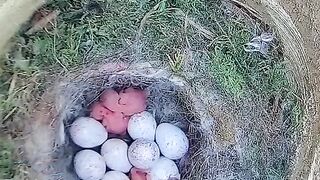 Blue Tit Family! The Big Family! You will love this!