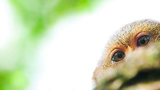 smallest monkey in the world