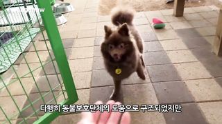 사람에게 상처받은 강아지 입양 후 30일간 표정 변화