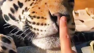 Какая же милая киса
