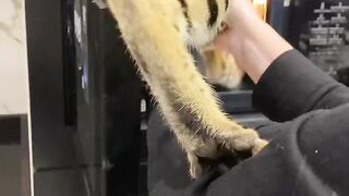 Ты-не ты,когда голоден