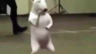 dog Funny dance