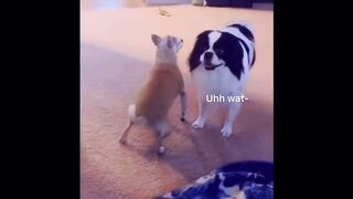 Pappies dance