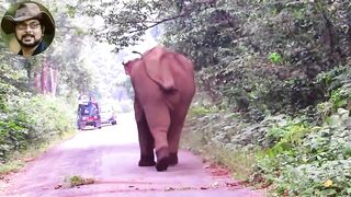 #Behavior# & #chasing# Of #Elephant# (part-1).mp4