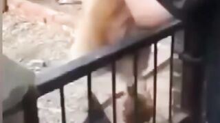 Funny dog vs chicken compilation