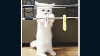 Funny cat videos compilation