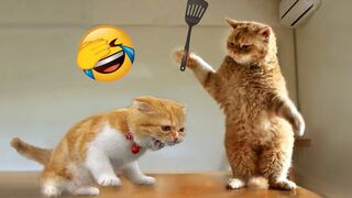 New Funny Videos 2022 ???? Cutest Cats and Dogs ???????? Part11