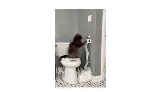funny cute cat