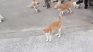 Cute cats streets crazy