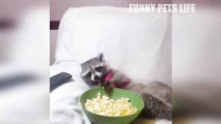 Funny pets compilation,try not to laugh