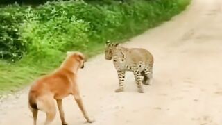 Look at the dog how he talks