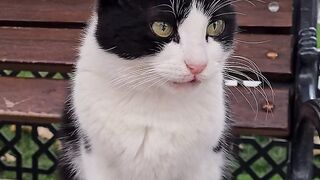 Beautiful eyes cats, funny cats