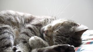 my cat