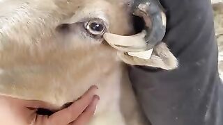 Tripping back sheep Horn