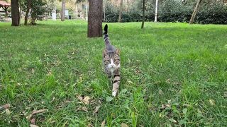 Cute hungry cats looking for food among green