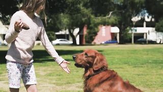 funny dog