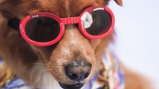 funny dog #2
