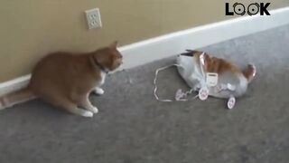 FUNNY CATS ???? 4 MINUTES OF LAUGHTER ???? TRY NOT TO LAUGH