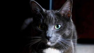 funny cat #2