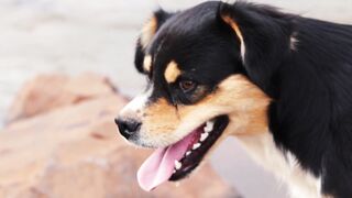 Funny dog #3