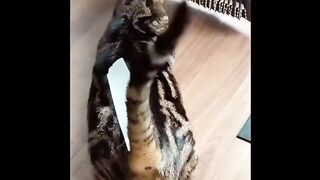 Funniest Animals! Best of 2020 compilation videos