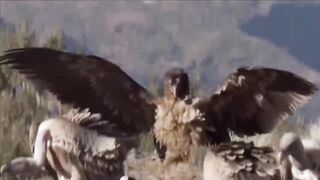 The Most Amazing Eagle