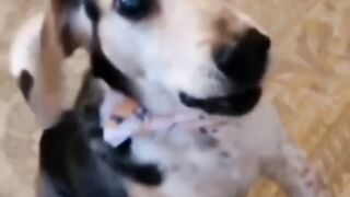 funny dog try not to laugh