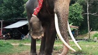 ❗????มาดูควาญช้างอายุ 8 ขวบขึ้นช้างกันครับ❗❗????.mp4