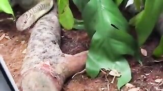 A guy feeding a king cobra