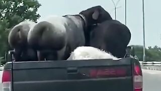 Funny animals