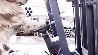 funny dog