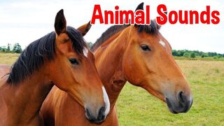 Animal Sounds for Children (20 Amazing Animals)