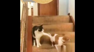 Hey Dog.... Are you crazy...? ???????? ( Tiktok )