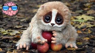 Top 10 CUTE Animals That Can KILL You