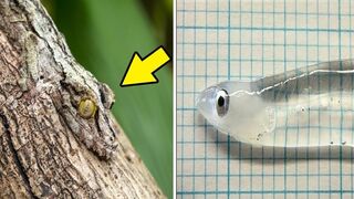 Top 10 Invisible Animals In The World