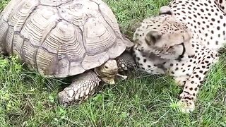 Нежное утро,лучших друзей
