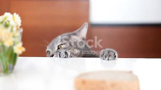 fuuny cat
